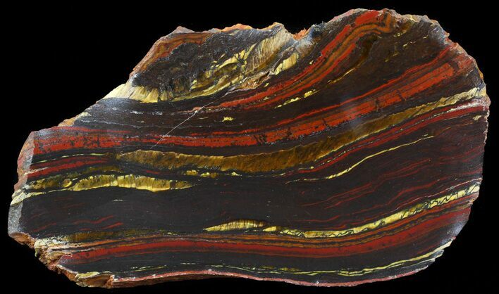 Polished Tiger Iron Stromatolite - ( Billion Years) #42570